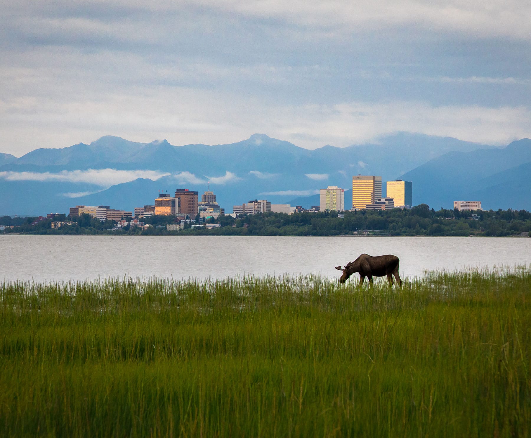 Anchorage Alaska with mountains and a moose