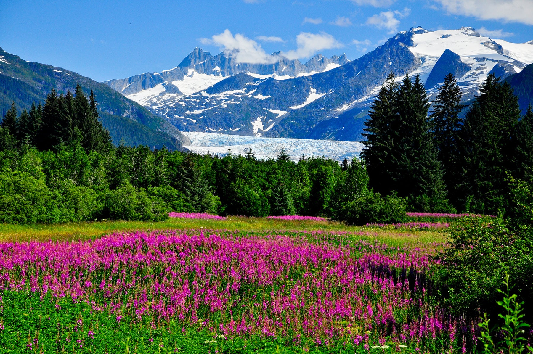 Field of fireweed and mountain views in Alaska